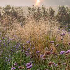 Image result for Deschampsia cespitosa