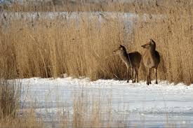 Een plek waar geen hoefdier uit zichzelf zou verblijven een plek waar geen ontsnappen mogelijk. Vlees Edelherten Oostvaardersplassen