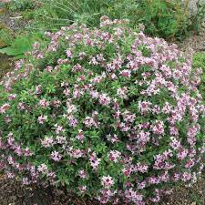You can't buy your own item. Daphne Transatlantica Pink Fragrance Pbr Dobies