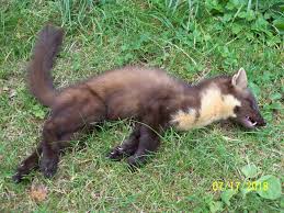 Image result for kuna lesní obrázky