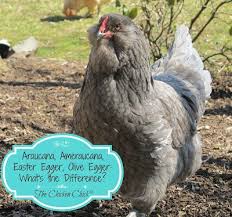 Araucana Ameraucana Or Easter Egger Olive Egger Rainbow