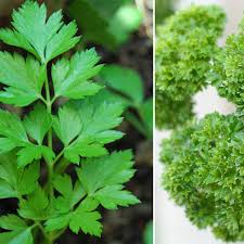 More spanish words for leaf. What S The Difference Flat Leaf And Curly Leaf Parsley Kitchn