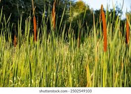 Image result for Typhaceae