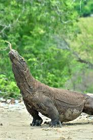 Komodo Dragon Komodo Dragon Animals Beautiful Animals