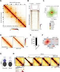 Get.apk files for uc browser old versions. Cohesin Residency Determines Chromatin Loop Patterns Biorxiv