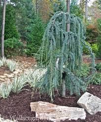 Make sure the stake is perfectly upright and is sturdy. 28 Trees Ideas Plants Plant Species Species