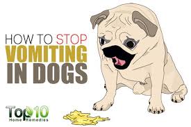 How To Stop Vomiting In Dogs Sick Dog Dog Remedies Your Dog