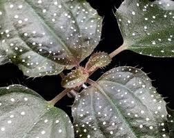 Image result for Calvoa orientalis