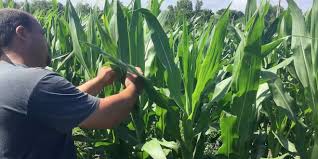 Detasseling In Nebraska - Farm Flavor