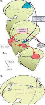 Neural Basis Of Imprinting Behavior In Chicks Nakamori 2013 Development Growth Amp Differentiation Wiley Online Library