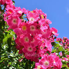 While our meteorological seasons are defined by specific dates; American Pillar Rambling Rose Peter Beales Roses The World Leaders In Shrub Climbing Rambling And Standard Classic Roses