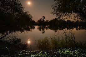 Firefly Experience Photographs Of Lightning Bugs And Fireflies In 2020 Good Evening Friends Images Glow Worm Photo