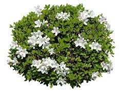 Maybe you would like to learn more about one of these? 33 Tree Plan Ideas