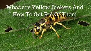 Grant is a homemaker and domestic gardener. What Are Yellow Jackets And How To Get Rid Of Them Pest Revenge