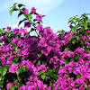 Arbustes à feuillage persistant arbustes à fleurs fleurs blanches plantes petit arbuste petite fleur blanche botanique hauteur fleurs. Https Encrypted Tbn0 Gstatic Com Images Q Tbn And9gcsjinfl7sxaass40w5c1vjjbx694zeimutejzoljik Usqp Cau