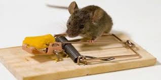 Tikus yang dapat cari makanan yang baik tidak akan berminat untuk makan umpan yang digunakan dalam perangkap tikus atau racun tikus. Cara Membuat Perangkap Tikus Elektrik Harianja Uniks