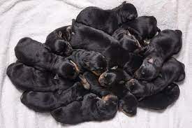 A newborn puppy is completely helpless and dependent upon her mother. Why Do Rottweilers Eat Their Puppies Truth Behind This Distressing Behavior Anything Rottweiler