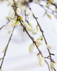 Image result for Goat Willow