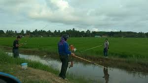 Keheningan pagi di kampung padang tembesu, di sini, bertukar riuh dengan suara penduduk kampung yang mengambil bahagian dalam pertandingan igak ike darat di sawah padi lima minit pertama sukar menangkap ikan kerana peserta masih gembira dapat 'berkubang' dalam selut. Petang Di Sawah Padi Air Papan Seronok Saya Orang Johor Facebook