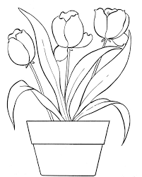 Sketsa gambar berikutnya yang tidak kalah indah untuk diwarnai yakni bunga tulip, dimana bunga ini berasalah dari negeri kincir angin belanda. Gambar Mewarnai Bunga Tulip Terbaru Gambarcoloring