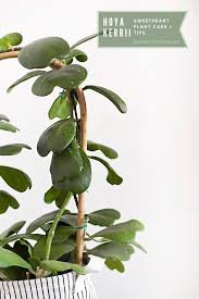 Hoyas put out vines that have large internodes (the area of the stem between the leaves). Hoya Kerrii Plant Care Tips Delineate Your Dwelling
