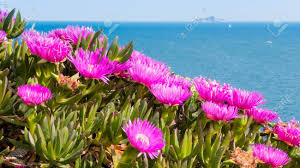 Maybe you would like to learn more about one of these? Carpobrotus Is A Genus Of Ground Creeping Plants With Succulent Stock Photo Picture And Royalty Free Image Image 104901426