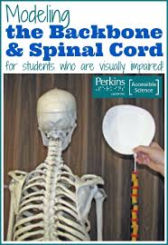 5) students will count how many blocks the plate can hold before it. Modeling The Backbone And Spinal Cord Perkins Elearning