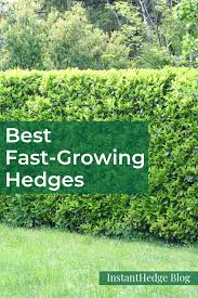 It is one of the most common fast growing evergreen trees in the united states. Bulbs Olive Tree Hedge Ligustrum Hedge Hedge Wall Backdrop Boxwood Hedge Viburnum Hedge Natural Fence Ide Fast Growing Hedge Privacy Hedge Hedges Landscaping