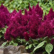 Image result for Celosia argentea