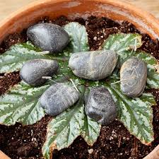 Image result for Begonia pulcherrima