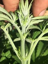 Sep 10, 2020 · two signs indicate a plant is hermaphroditic. Create Superior Weed With A Male Cannabis Plant The Leaf Online