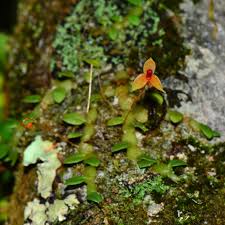 Image result for Bulbophyllum elliotii