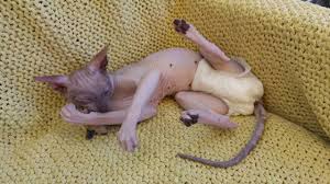 Cats are carnivorous mammals from the family felidae that can range greatly in size and color. Cat Ramses Wearing Diaper Funny Cute Boy Don Sphynx Youtube