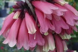 Image result for Tecomanthe dendrophila