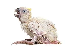 How To Successfully Breed Sun Conures: An Inside Look At Ideal Setup | By  Biki'S Aviary | Medium