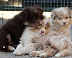 Jai un bebe berger australien. Espace Chiens Domaine De La Foret Des Barussels Mini Berger Australien