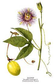 Temperate Climate Permaculture Permaculture Plants Maypop Passion Flower Passion Flower Herb Herbs