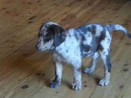This is beacuse we see the puppies daily and can make uncannily accurate recommendations once we know something about. Australian Shepherd Labrador Puppy For Sale In Wellington Colorado Classified Americanlisted Com