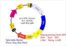 Antimycin A mimics a cell-death-inducing Bcl-homology domain 3