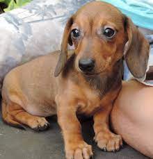 premiere heure a la maison adoption teckel nain a poils ras fauve nougat teckels nains teckel nain poil ras chien teckel