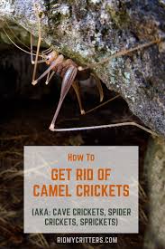 How to get rid of camel crickets. Pin On Best Of Rid My Critters