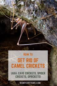 Are crickets harmful to dogs? Pin On Best Of Rid My Critters