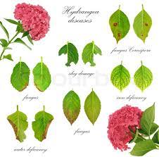 Hydrangea bushes are not difficult to grow. Diseases Of Hydrangea Macrophylla Stock Image Colourbox