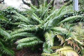 Image result for Encephalartos villosus
