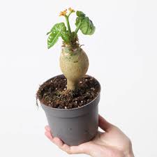 Image result for Jatropha erythropoda