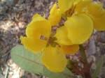 Image result for Ancylobothrys amoena