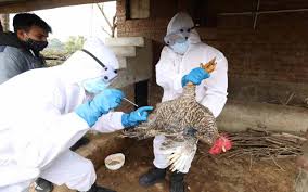 Avian influenza, known informally as avian flu or bird flu, is a variety of influenza caused by viruses adapted to birds. In Cina Il Primo Caso Di Influenza Aviaria H10n3 Nell Uomo