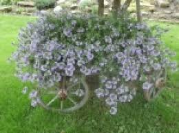 Image result for foto Vějířovka