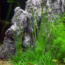 Image result for Eriocaulon africanum