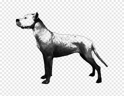 See more ideas about dog argentino, dog breeds, beautiful dogs. Dog Breed Dogo Argentino English Mastiff Non Sporting Group American Kennel Club Great Dane Mix Png Pngegg